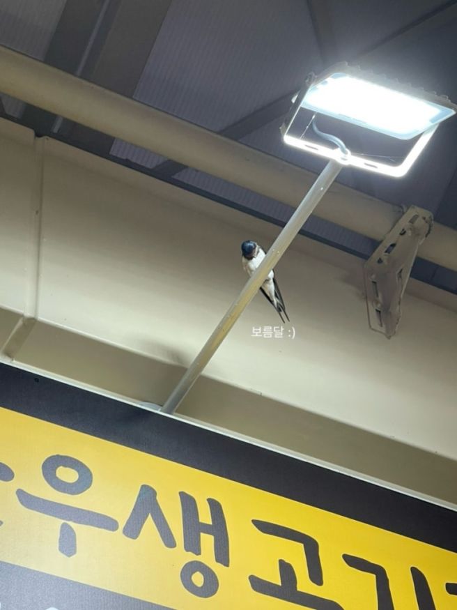 급 여행, 화천 춘천 여행, 막국수 맛집, 의암호스타벅스, 당일치기 강원도 여행, 삼악산 케이블카, 일단...