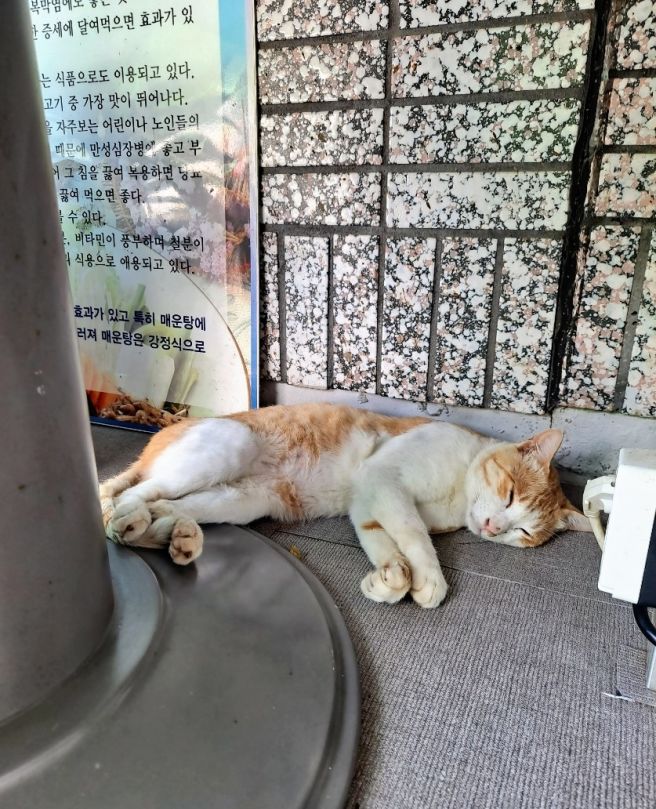 추천 여름 보양식 대구 문양역 맛집 산정논메기매운탕 그외 종류