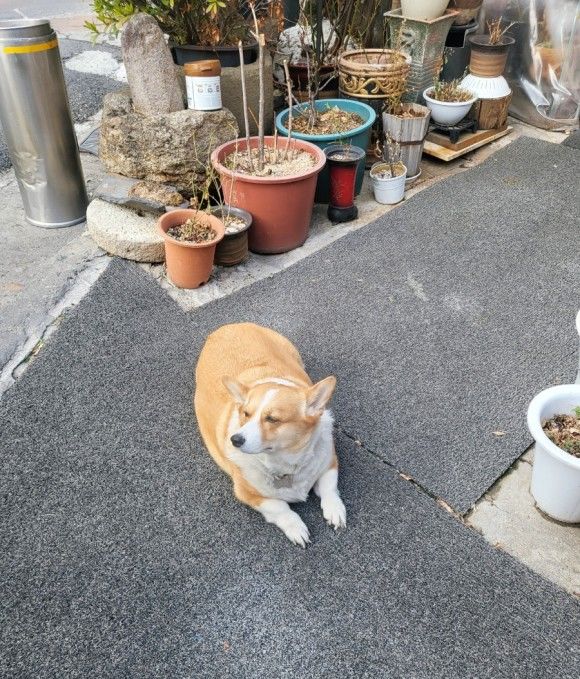 [동구 한정식 맛집] 녹용 식당