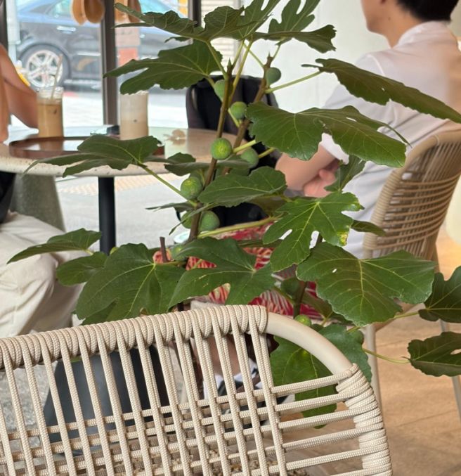 북촌 데이트 맛집 - 대장장이 화덕피자, 카페 이오이, 비원떡집 내돈내산