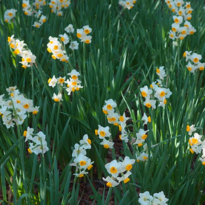 제주 한림공원 3 동굴 협재굴 재암민속마을 돌하르방 식당