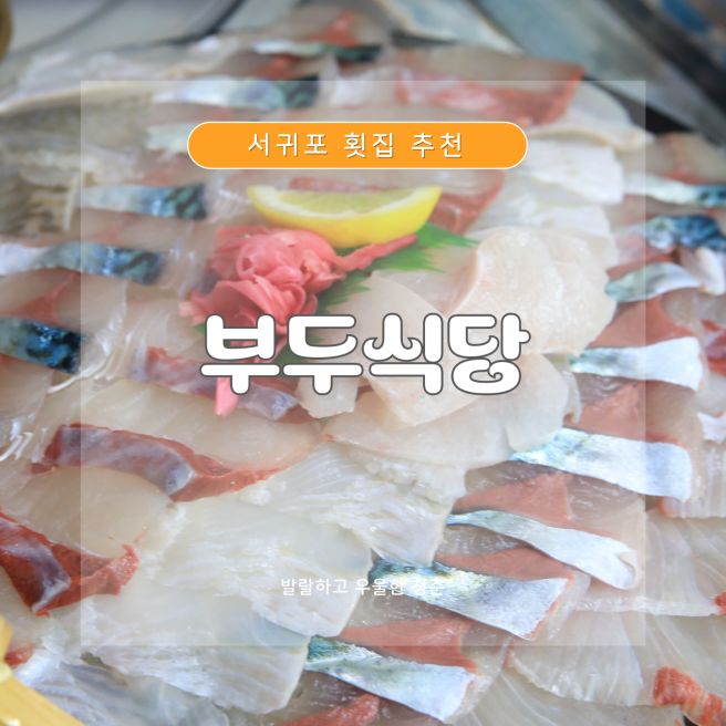 제주도 서귀포 횟집 내돈내산 추천 맛집 부두식당 아기랑 아이랑 시부모님이랑 제주도 여행코스