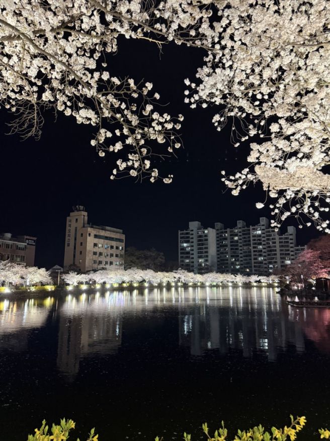 [김천] 배신식당 : 배신하지 않았따. (feat. 김천 연화지 벚꽃)