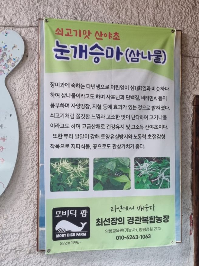 왕사남 영화 덕에 유명해진 양평 산마늘밥집 어수리나물