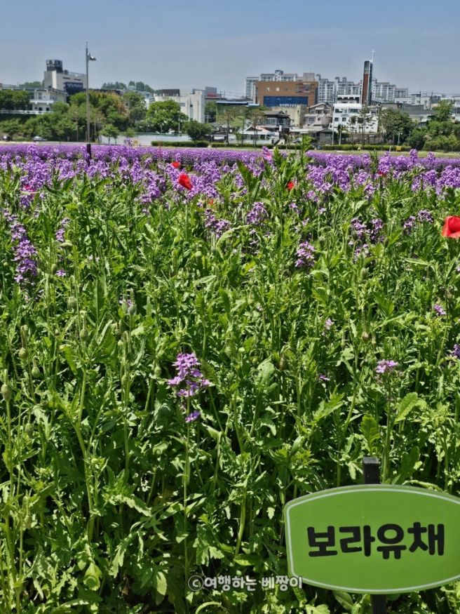 [영천 가볼만한 곳]보라유채, 영천작약, 석쇠불고기, 삼송꾼만두