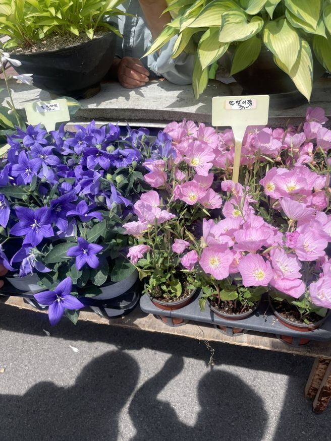 포항 오천오일장, 오천장, 할매손칼국수, 가마솥통닭, 영일대 로든트, 오늘의 도쿄, 우지