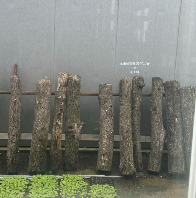 영주 장수표고식당 건강한 버섯전골 맛집 표고버섯 효능