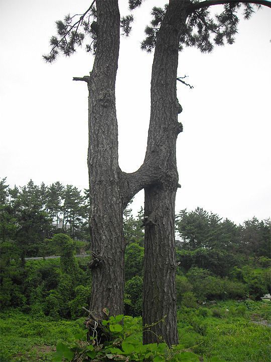 연리지 이미지