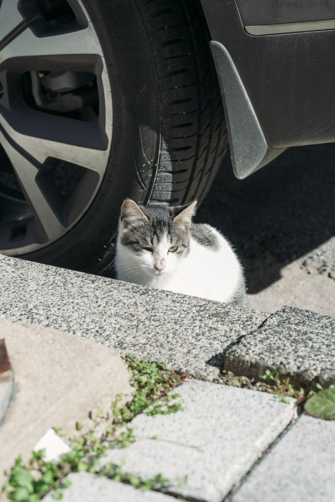 정읍 내장산 맛집, 50년 세월이 빚어낸 명인의 밥상 '대일정'의 찬란한 풍미
