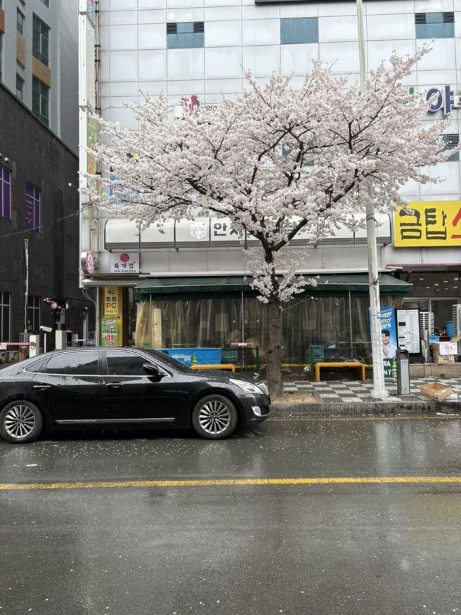 광주 서구 풍암동 곱창 맛집 안자고한우곱창 | 곱창구이 곱창전골 모두 추천