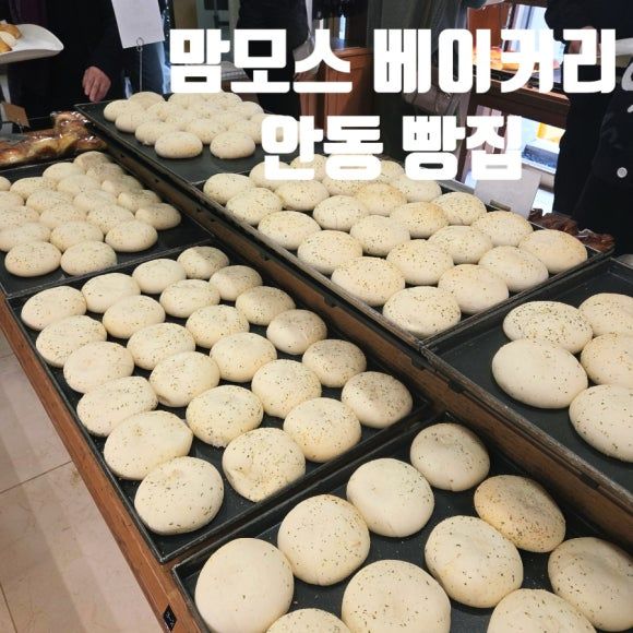 <맘모스베이커리>안동 빵집 맛집 크림치즈빵 웨이팅