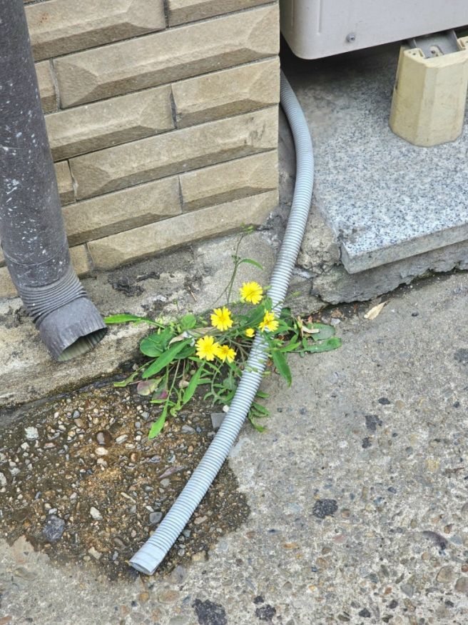 경주 기념품 최영화빵 본점 경주페이 웨이팅 택배 주문방법